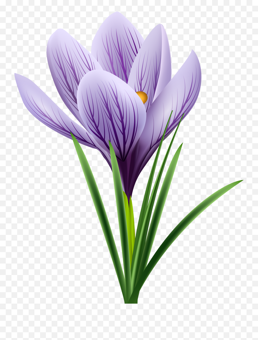 Free Crocus Cliparts Download Clip Art - Crocus Png,Violets Png