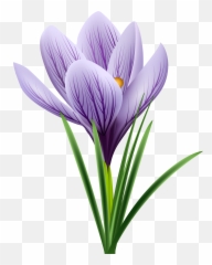 Free Crocus Cliparts Download Clip Art - Crocus Png,Violets Png
