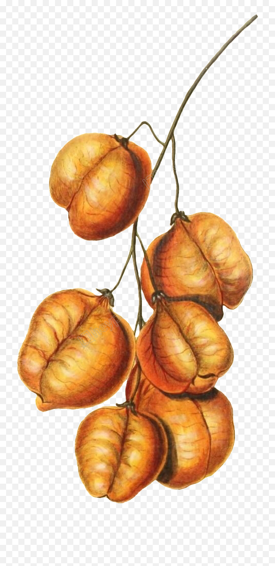 Walnut Vector Picture 2116997 - Illustration Png,Walnut Png Walnut Vector Picture 2116997 - Illustration Png,Walnut Png