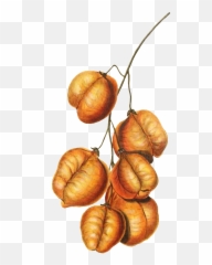 Walnut Vector Picture 2116997 - Illustration Png,Walnut Png