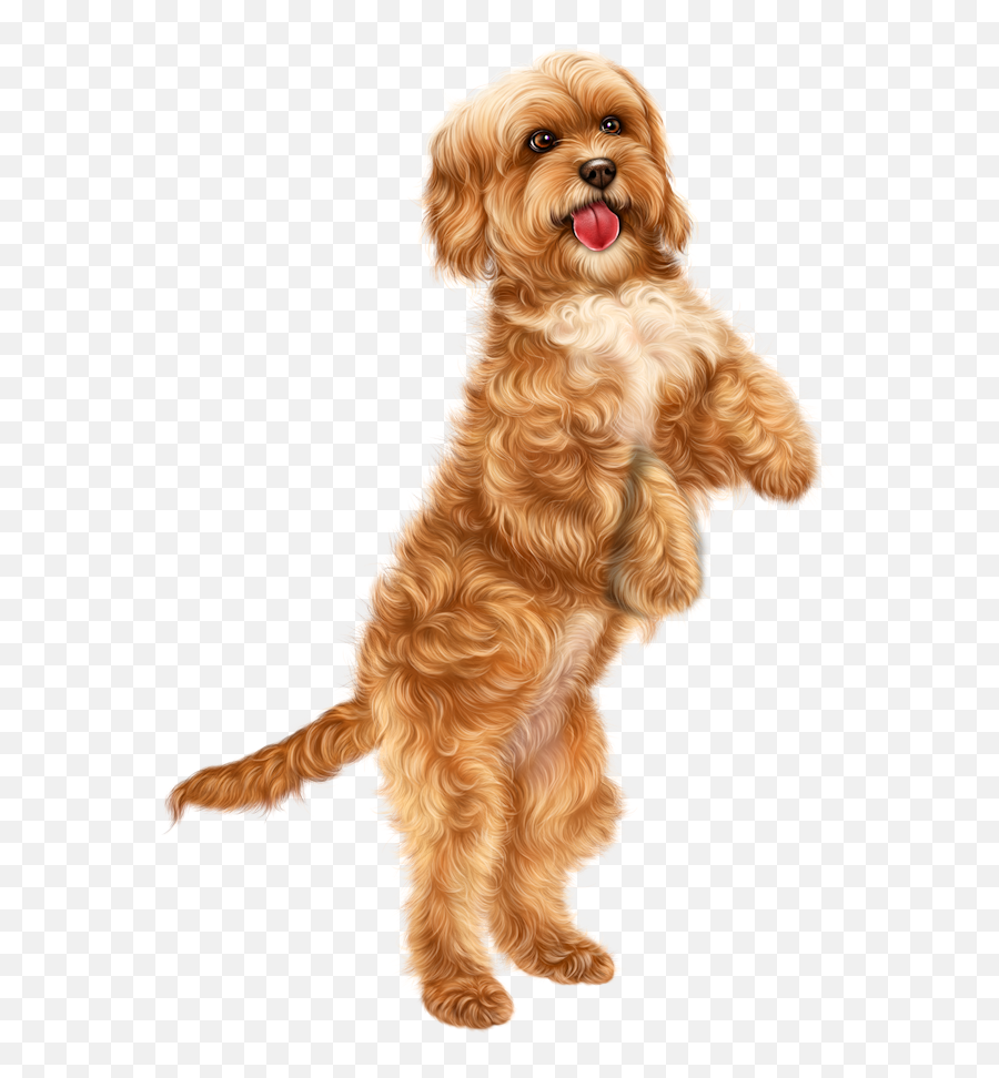 Pin Em Pieski - Labradoodle On Hind Legs Png,Psy Png