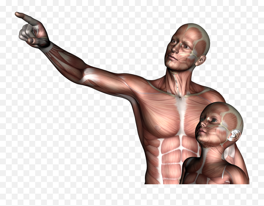 Free Photo Father U0026 Son - 3d Anatomy Boy Free Download Father And Son 3d Png,Father And Son Png