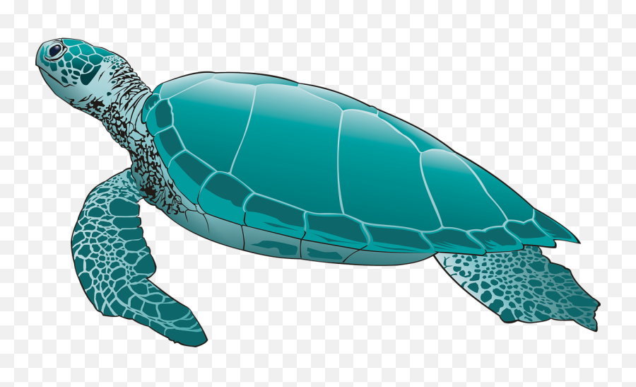Turtle Png Pic Arts - Green Sea Turtle Png,Turtle Png