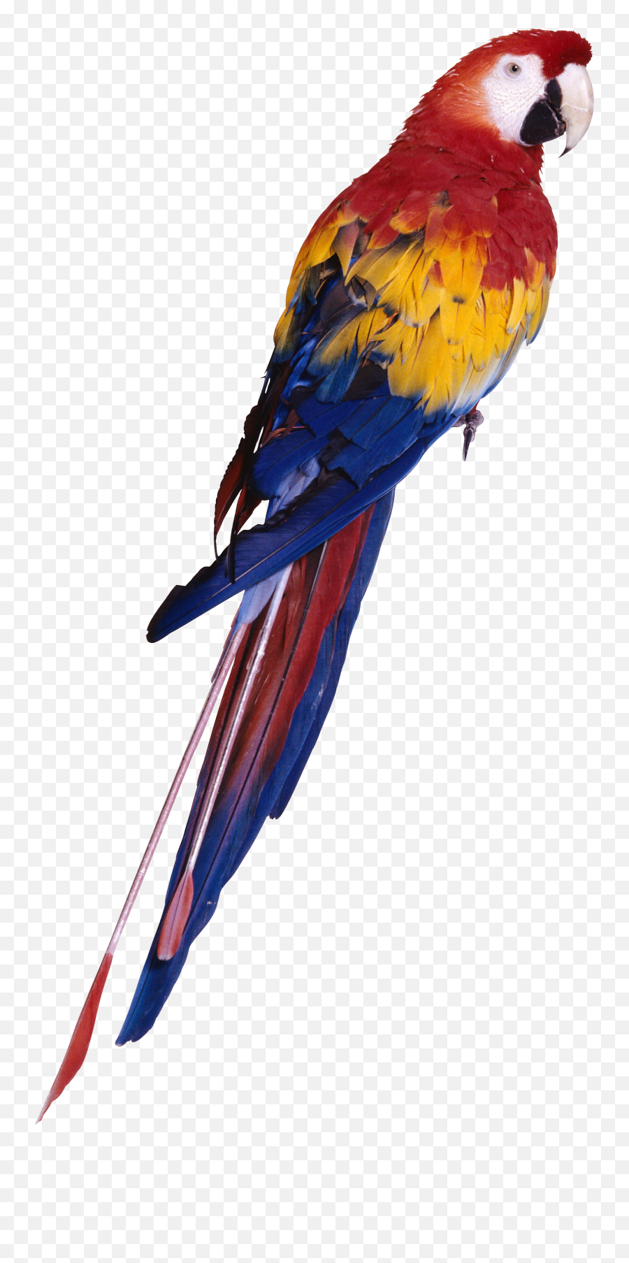 Parrot Png - Picsart Parrot Png,Parrot Transparent