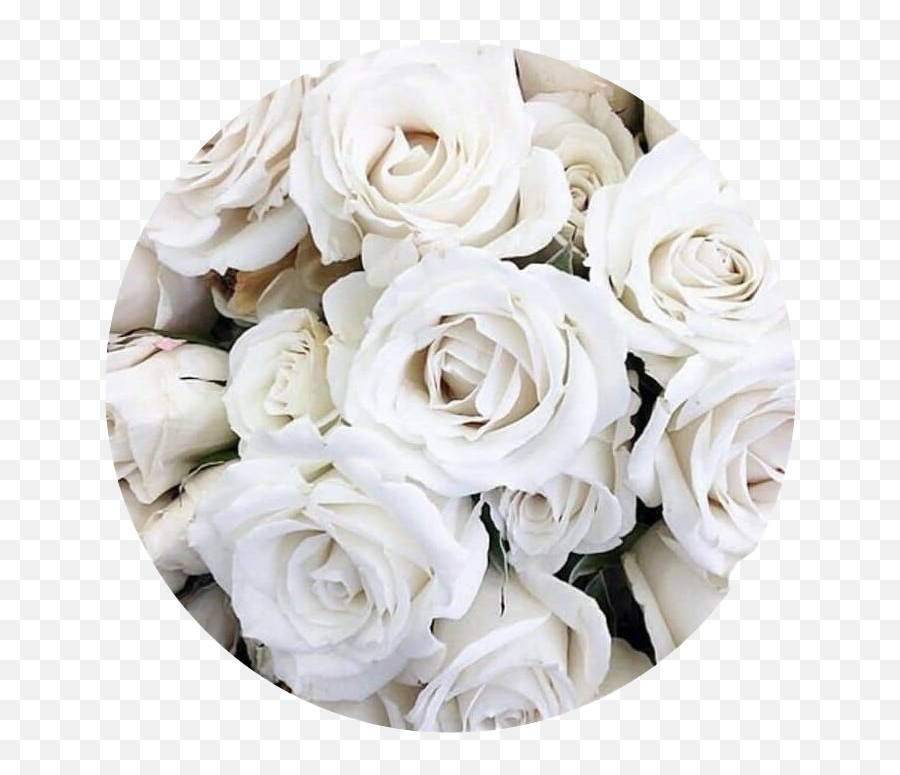 Real White Rose Png Transparent Image - White Aesthetic Rose,Real Flower Png
