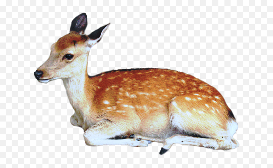 Download Brown Deer With White Spots - Baby Deer Png,Deer Transparent