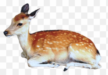 Download Brown Deer With White Spots - Baby Png