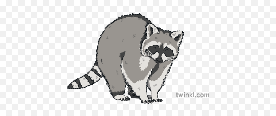 Raccoon Illustration - Raccoon Illustration Png,Racoon Png