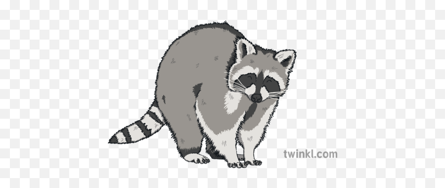 Raccoon Illustration - Raccoon Illustration Png,Racoon Png Raccoon Illustration - Raccoon Illustration Png,Racoon Png