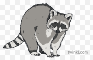 Raccoon Illustration - png