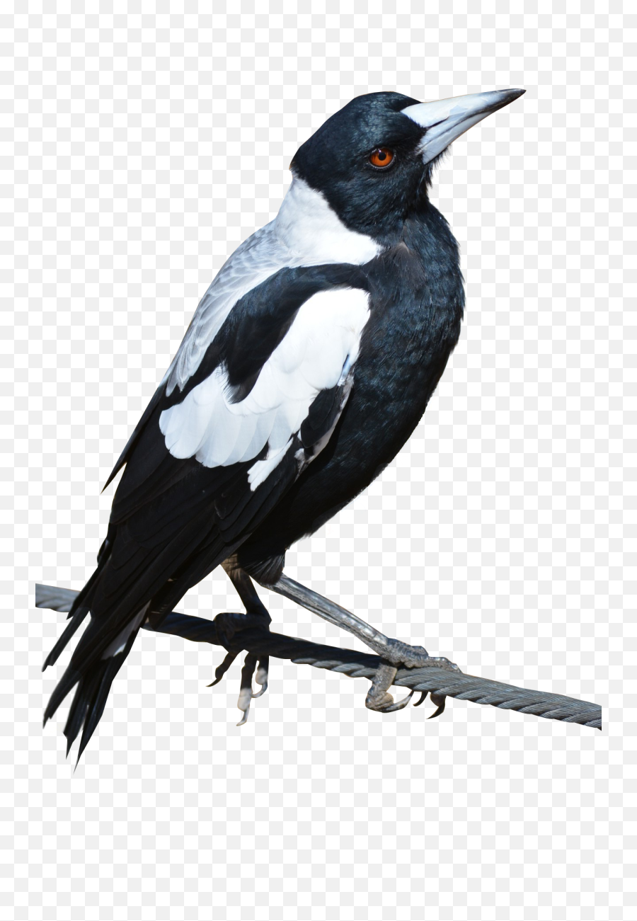 Magpie Bird Png Image - Purepng Free Transparent Cc0 Png Magpie Png,Fly Transparent Background