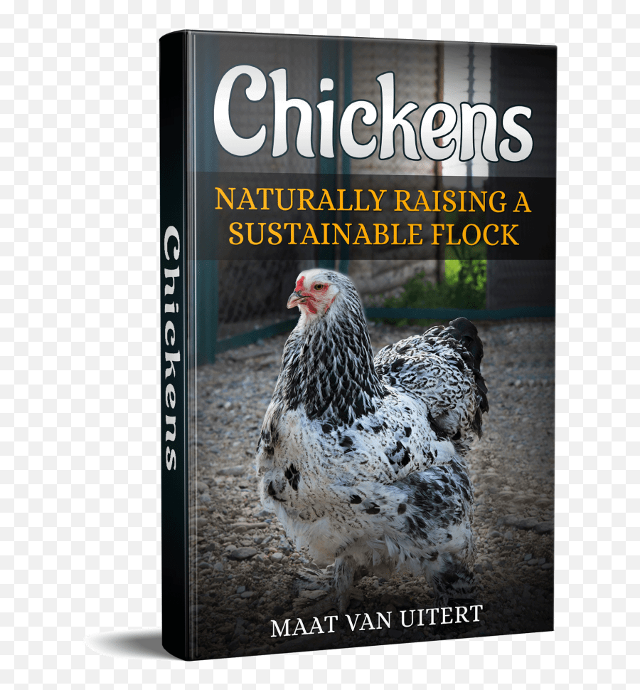 Where Can I Buy Chickens 3 Genius Ideas Pampered Chicken - Marans Png,Baby Chick Png