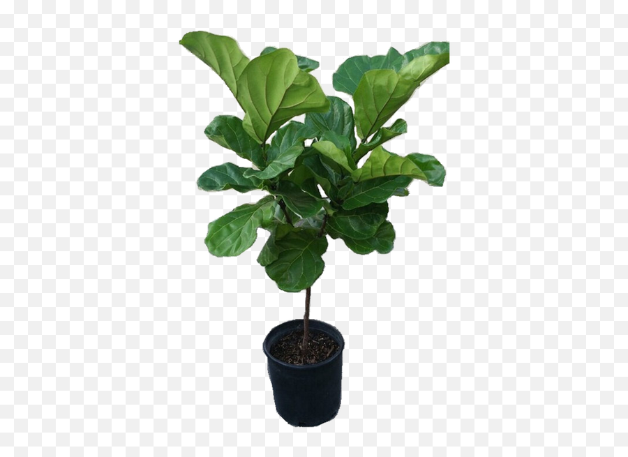 Ficus Lyrata Tree Plant In 12 Pot - Also Called Fiddle Leaf Fig Or Pandurata 48 Fig Leaf Tree Transparent Background Png,Fig Png