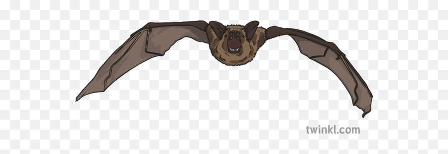 Short Tailed Bat Illustration - Twinkl Mexican Bat Png,Halloween Bats Png