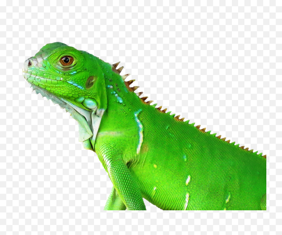 Lizard Transparent Png Image - Png,Lizard Transparent