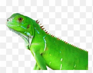 Lizard Transparent Png Image