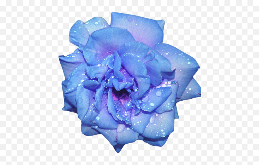 Blue Flowers Png Tumblr 6 Image Blue And Purple Aesthetic Blue Flowers Png Free Transparent Png Images Pngaaa Com