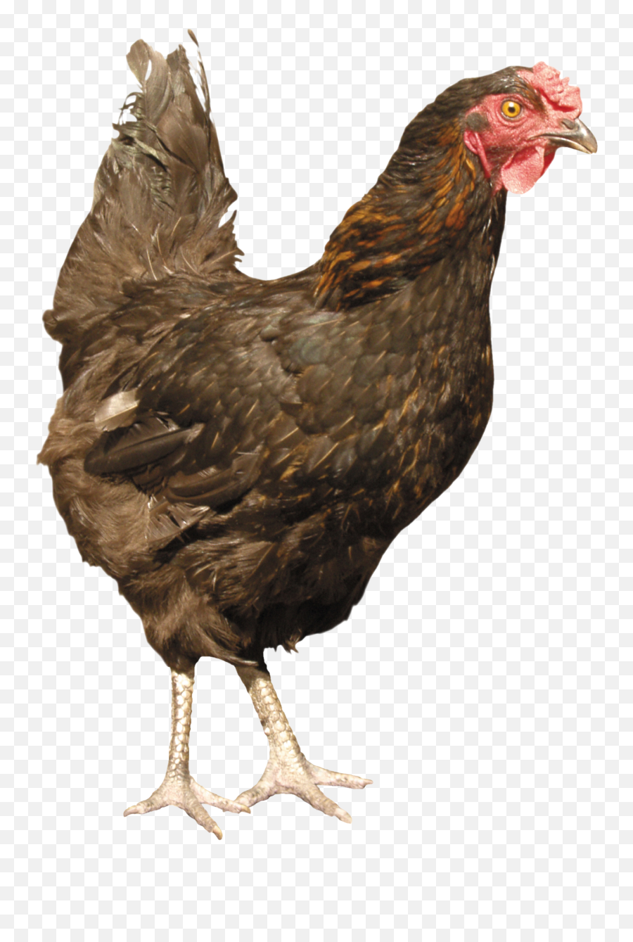 Chicken Png Images