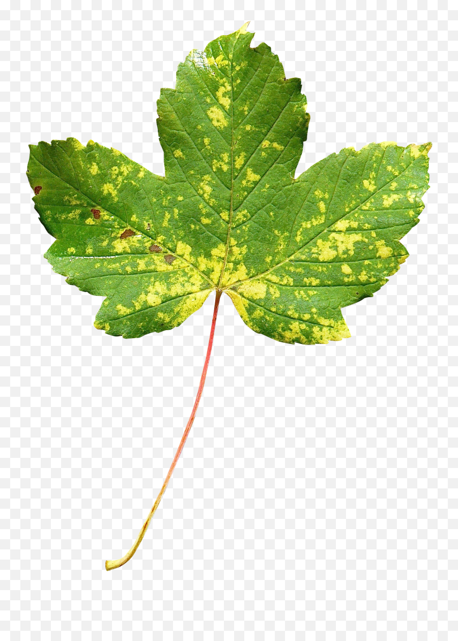Maple Leaf Png Transparent Image - Transparent Leaf Png,Canada Maple Leaf Png