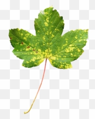 Maple Leaf Png Transparent Image
