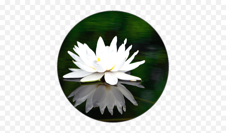 Learn Bengali Alphabets Png Water Lily Icon