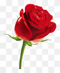 Red Rose Png Image