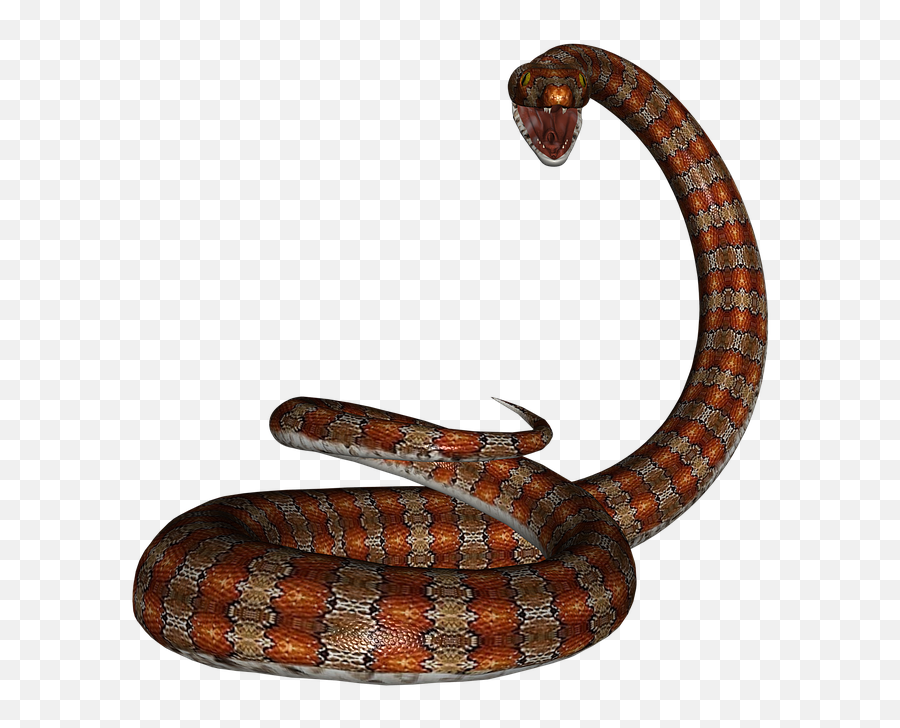 Download Free Png Snake Rat Reptile - Rat Snake Png,Serpent Png