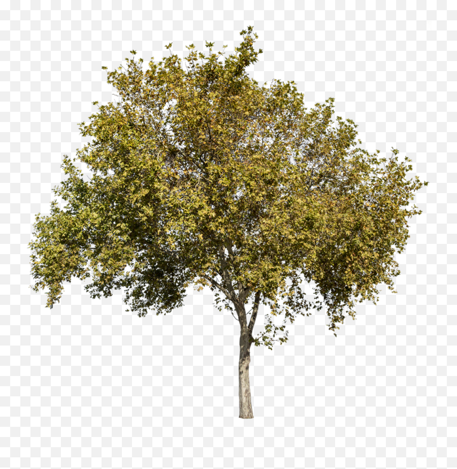 Autumn Trees Png - Platanus Occidentalis Png,Olive Tree Png