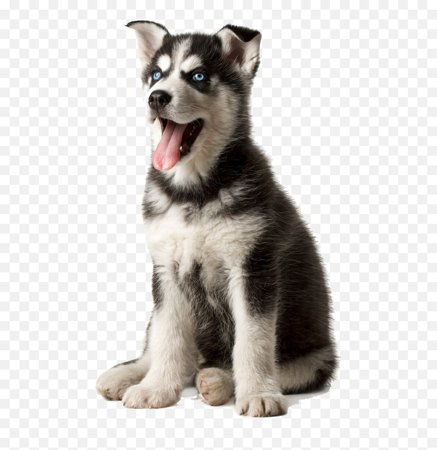 Husky Png Transparent Image - Husky Png,Husky Png