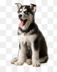 Husky Png Transparent Image - Husky Png,Husky Png