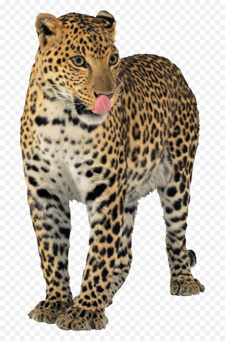 Jaguar Png - Sensory Organs Of Mammals,Jaguar Png
