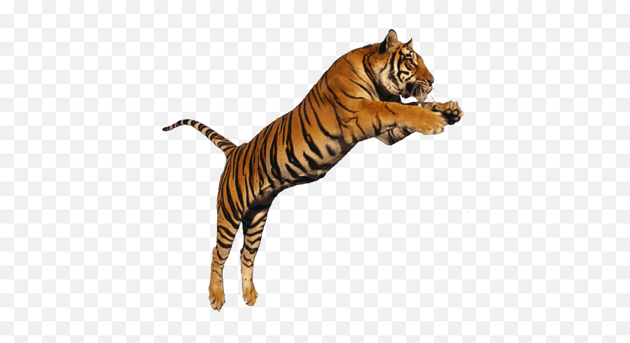 Tiger Jumping Transparent Png Image - Jumping Tiger With Transparent Background,Tigers Png