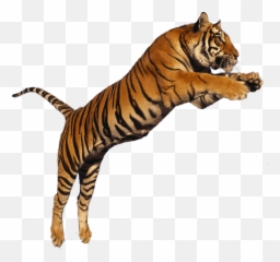 Tiger Jumping Transparent Png Image - With Background