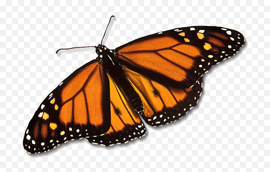 Monarch Butterfly Png Free Download - Butterfly Png,Monarch Butterfly Png