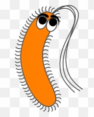 Transparent Background Bacteria - Clipart png