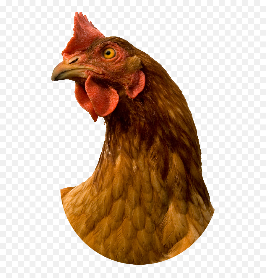 Chicken Head Transparent Png Clipart - Rooster Head Png,Chicken Head Png