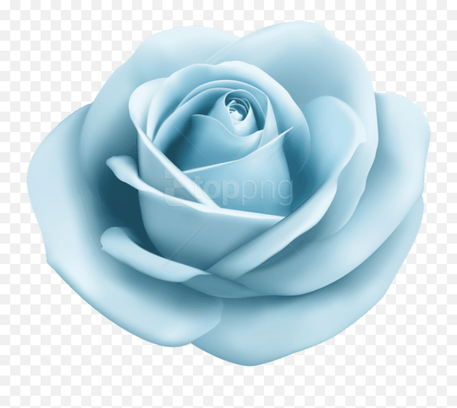 Download Pastel Blue Lightblue Babyblue Bluerose Rose Roses - Light Blue Rose Png,Blue Rose Png