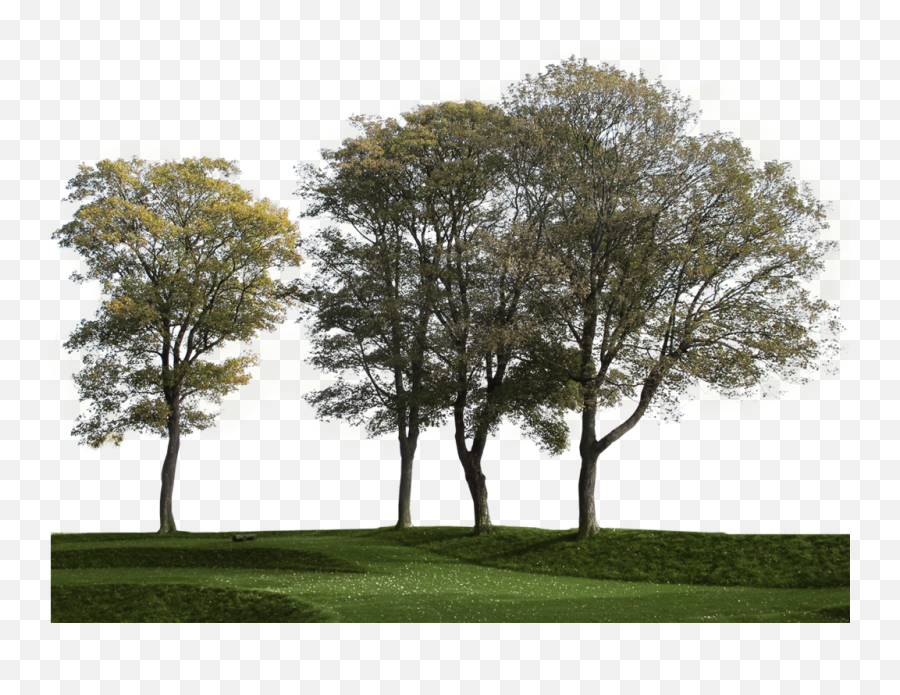 Big Trees Group 3 - Cut Out Tree Group Png,Group Of Trees Png