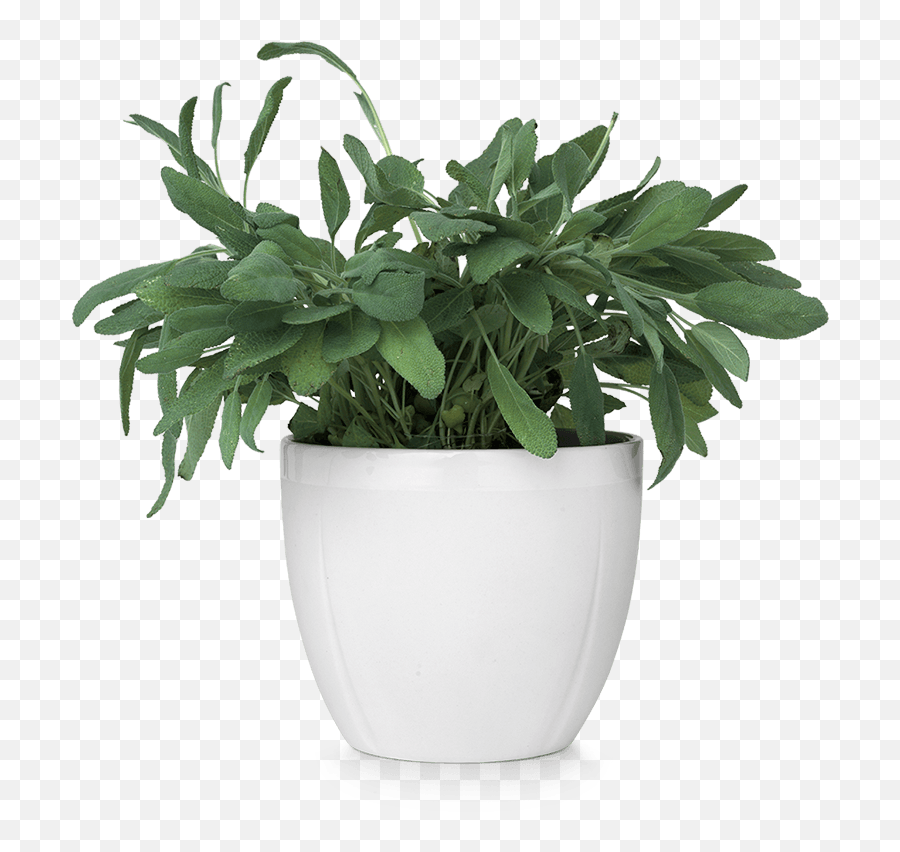 Flower Pot Png Images 1 Image - Small Potted Plant Png,Flower Pot Png