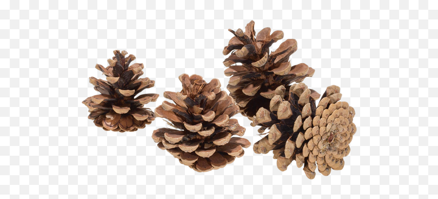 Hire Pine Cone - Options Portable Network Graphics Png,Pine Cone Png