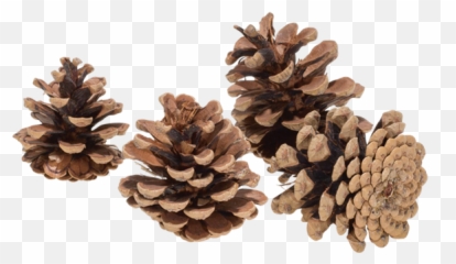 Hire Pine Cone - Options Portable Network Graphics Png,Pine Cone Png