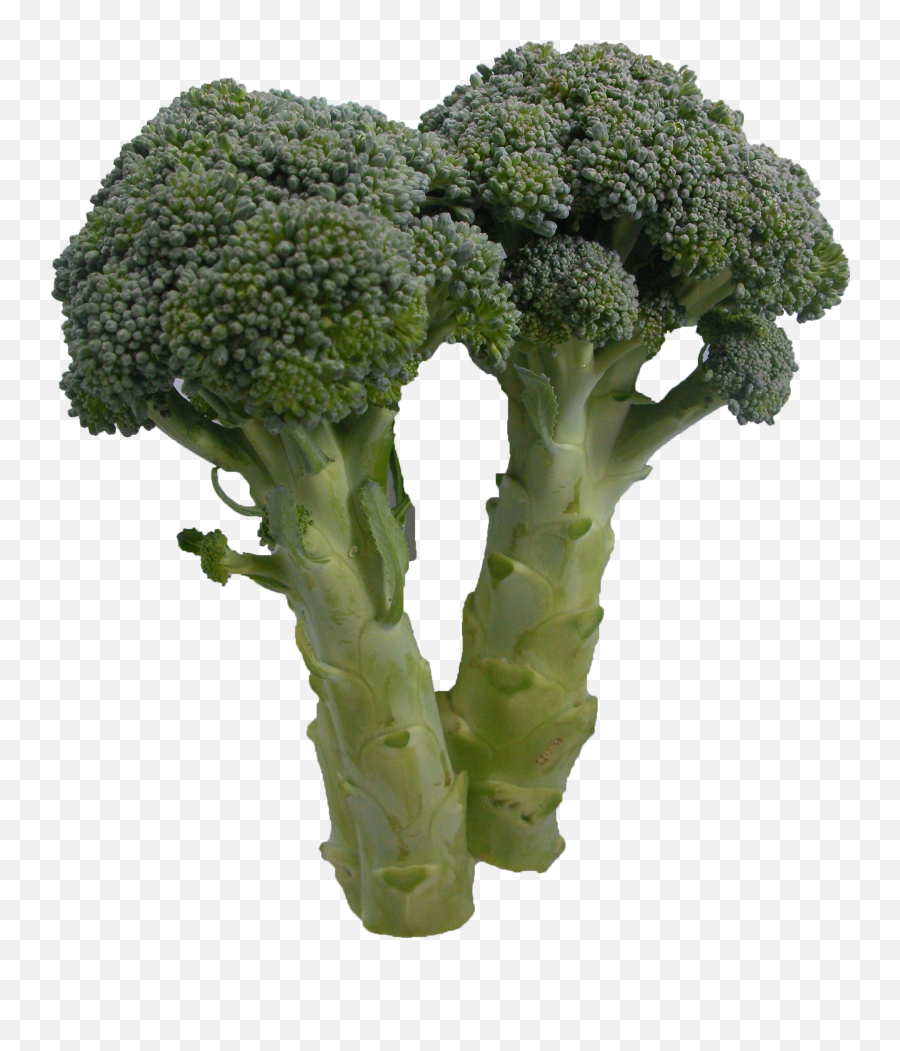Broccoli - Broccoli Png,Brocoli Png