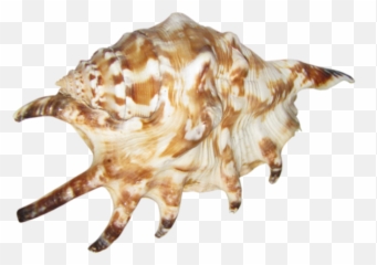 Seashell Png 14 - Photo 7046 Transparent Image For Free Lossless Compression,Seashell Png