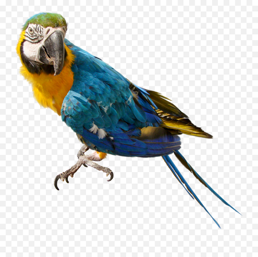 Reklama - Parrot With No Background Png,Parrot Transparent