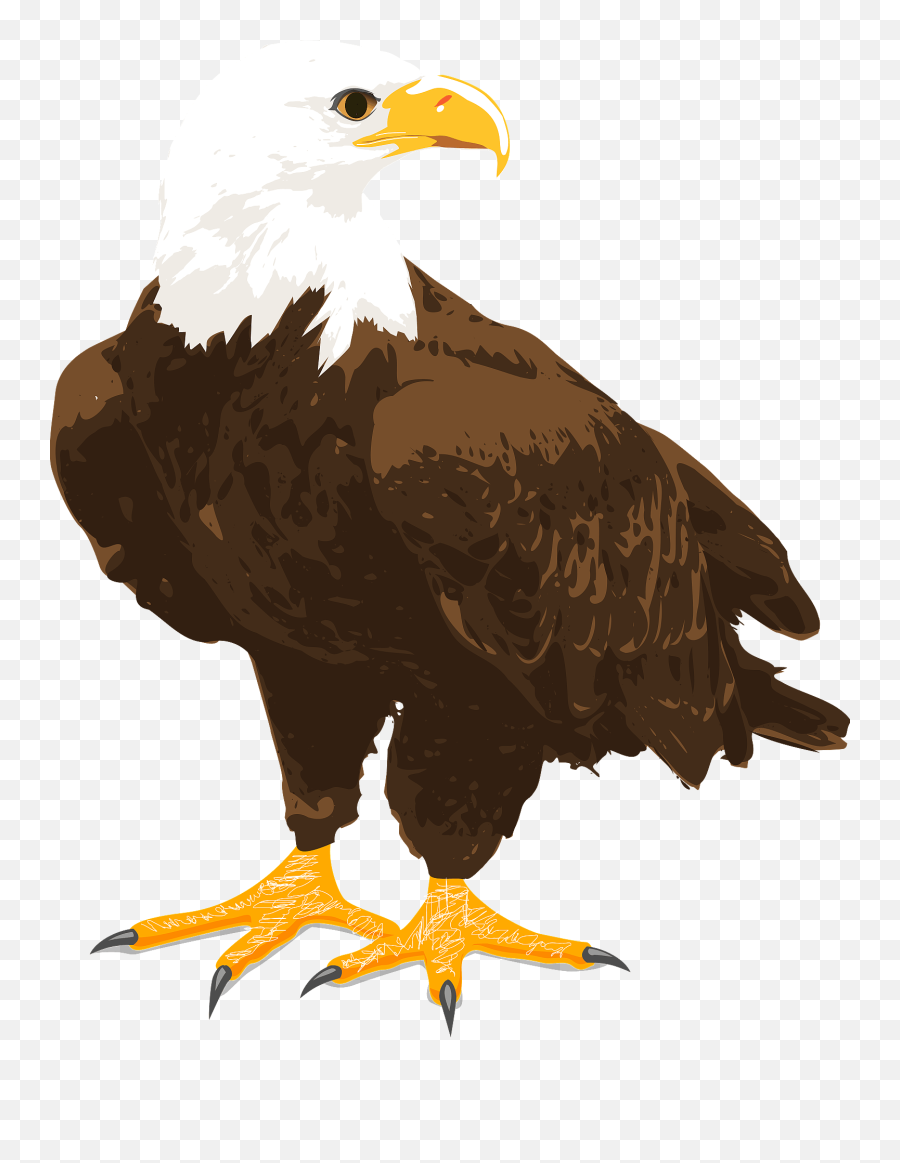 Bald Eagle Clipart - Bald Eagle Clipart Transparent Png,Bald Eagle Head Png