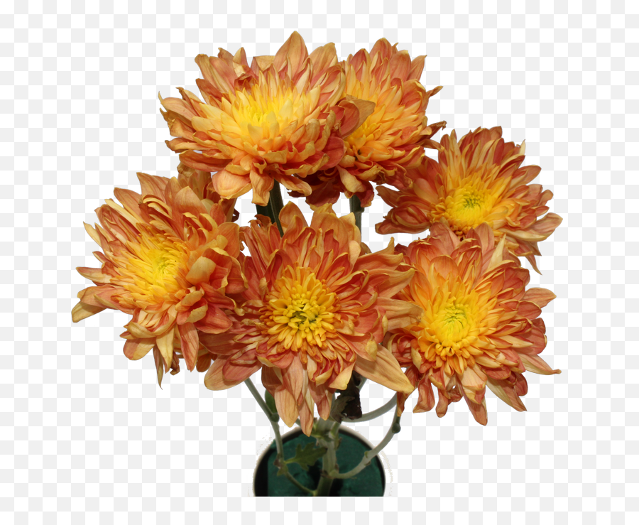 Chrysanthemum Flower - Chrysanthemum Png,Chrysanthemum Png
