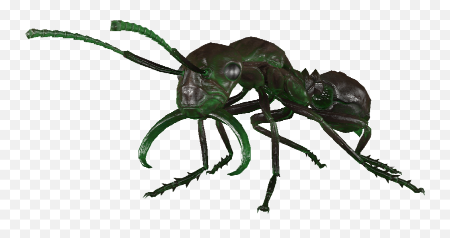 Glowing Ant Fallout 76 - The Vault Fallout Wiki Insect Png,Ant Transparent Background