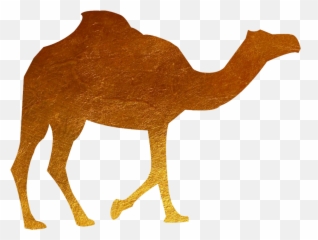 Download Animal Camel Gold - Camel PNG Image with No Clipart Black