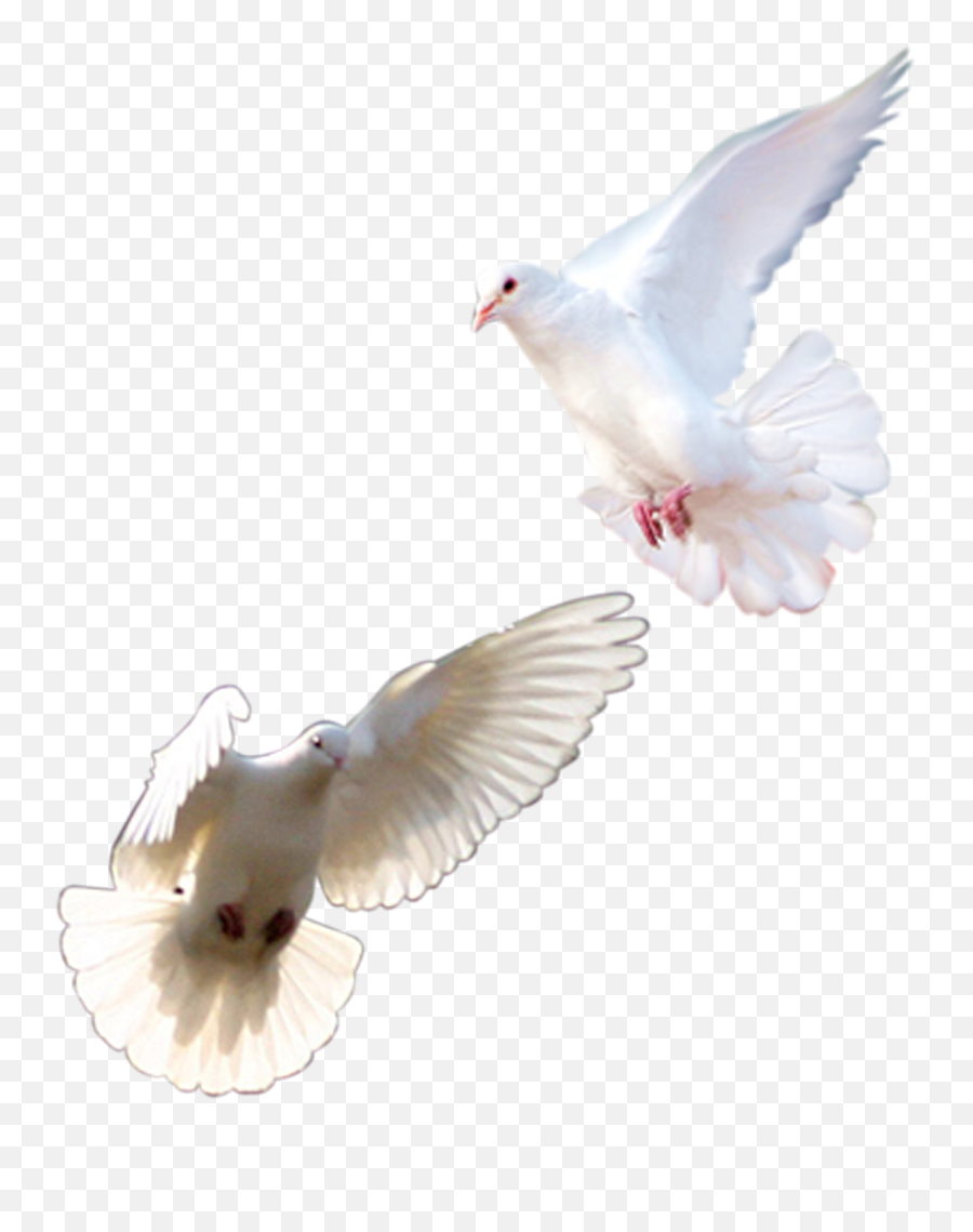 Doves Png Images - Rock Dove,Doves Png