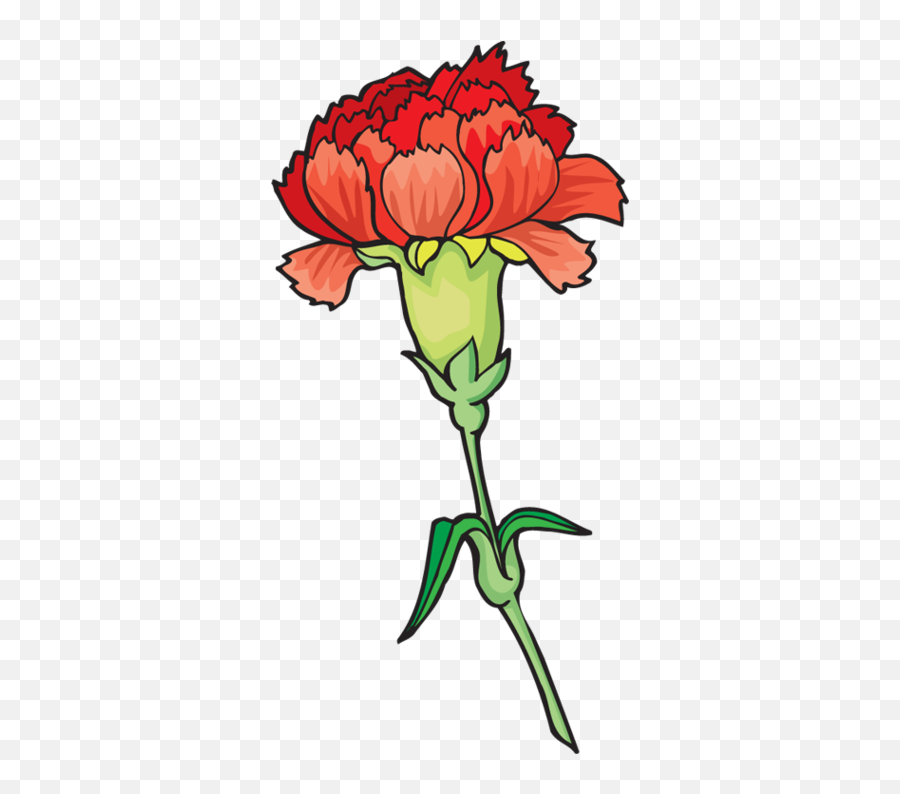 Download Carnation Flower Clipart - Carnation Clipart Full Clip Art Red Carnation Png,Carnation Png